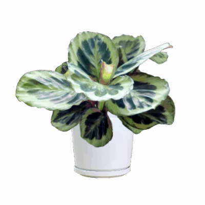 Calathea Bicajoux - Purple